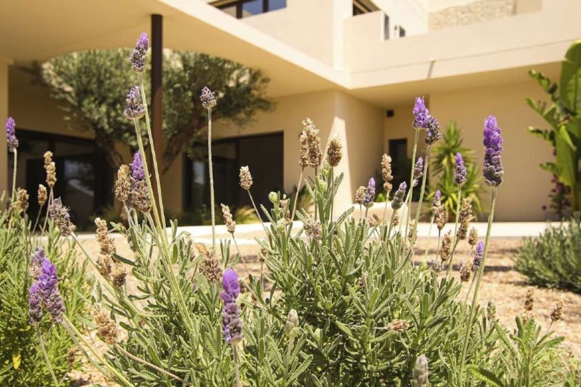 Nouvelle construction - Villa -
La Marina