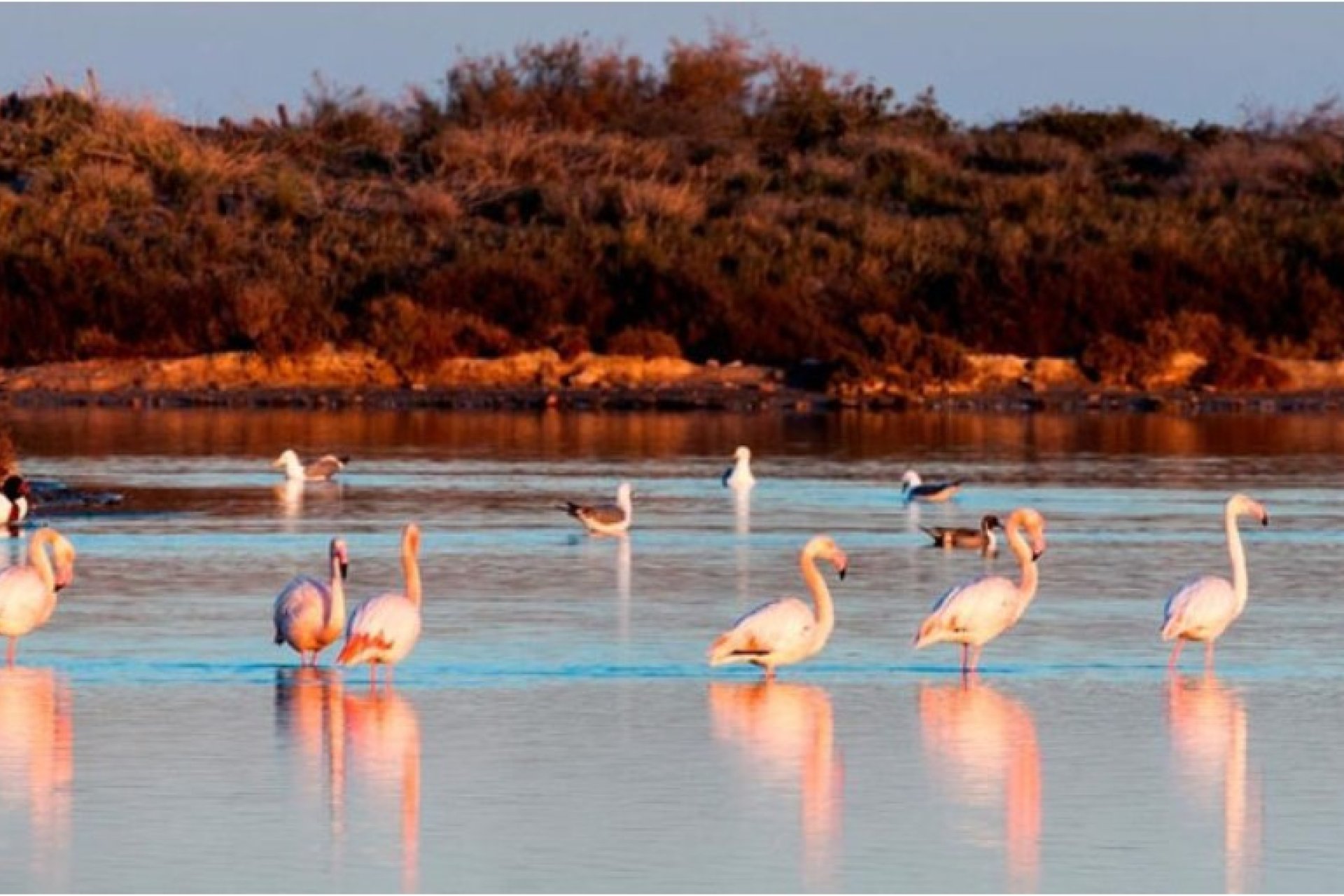 Nouvelle construction - Villa -
San Pedro del Pinatar