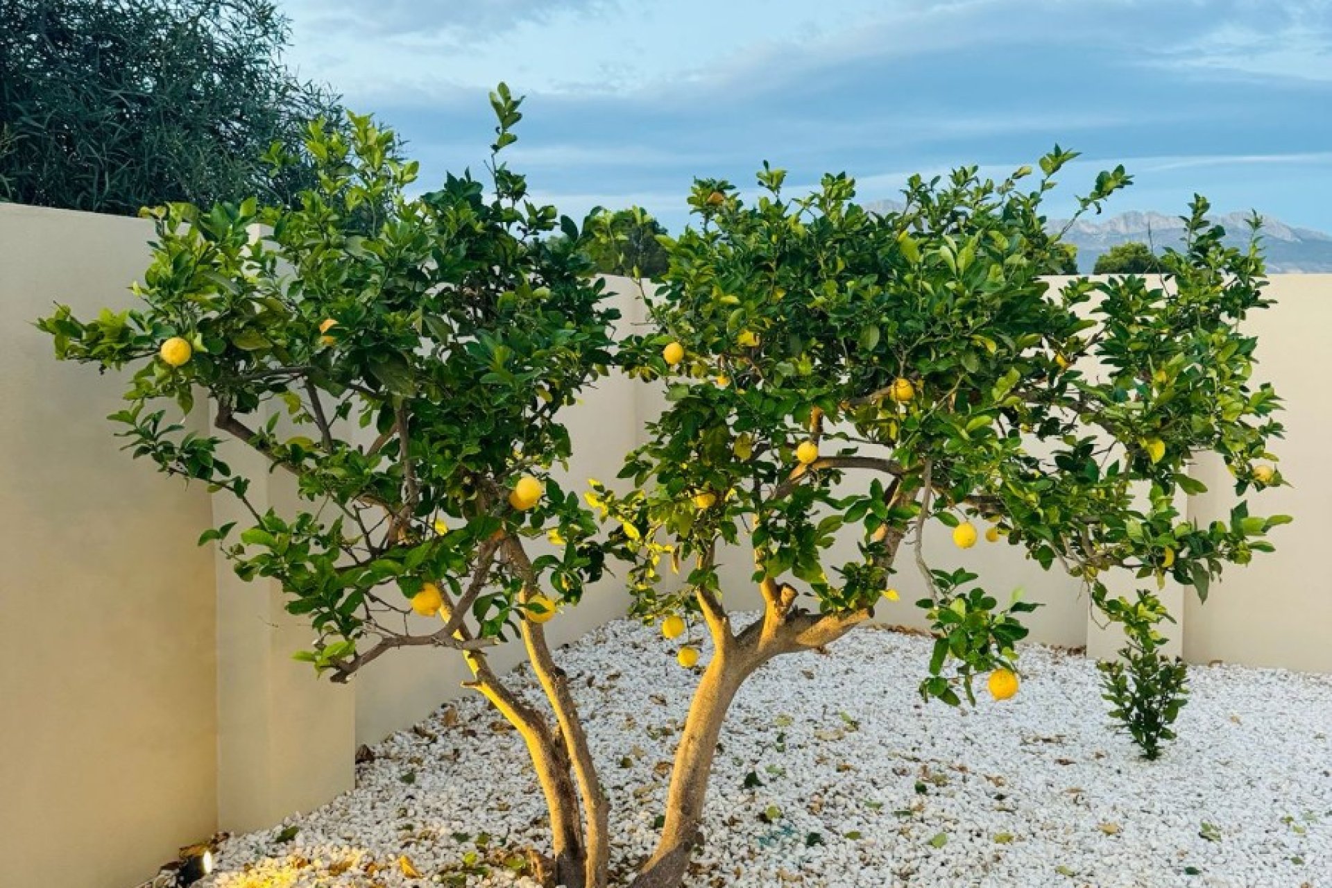 Resale - Villa -
Alfas del Pí