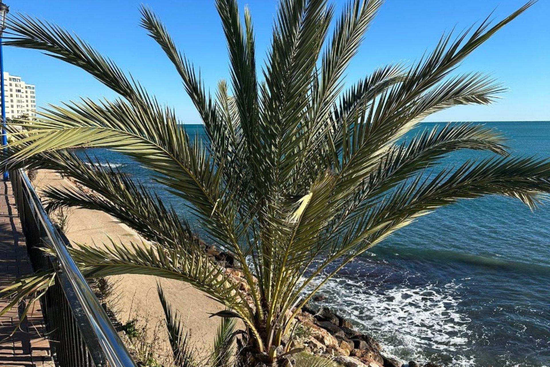 Revente - Appartement -
Punta Prima