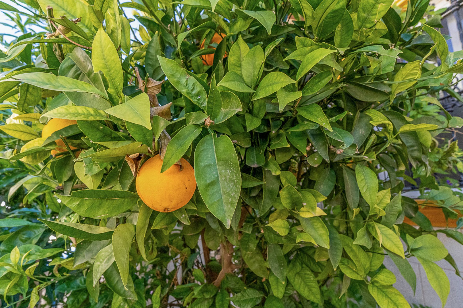 Revente - Bungalow -
La Zenia