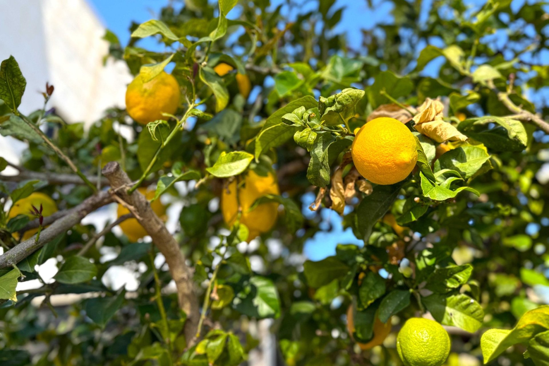 Revente - Villa -
Orihuela Costa - Villamartin