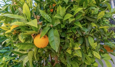 Revente - Bungalow -
La Zenia