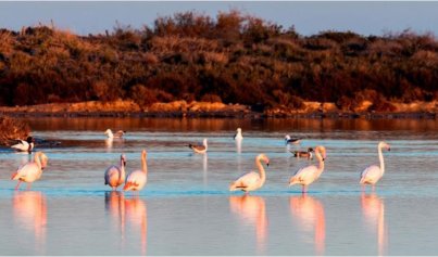 Nouvelle construction - Villa -
San Pedro del Pinatar